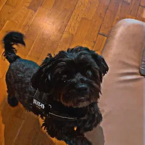 hostel-black-dog.inbudapesthotels.com/